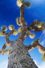 Prickly tree low angle view