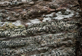 The texture of the bark of a tree. Background image of macro photo of bark with mold