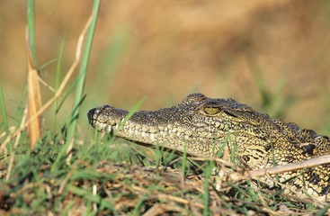 Crocodile in grass
