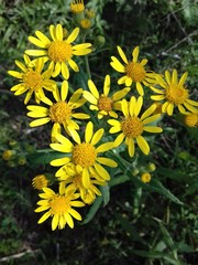 yellow flowers in the garden