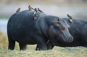Hippopotamus (Hippopotamus Amphibius) with birds on back