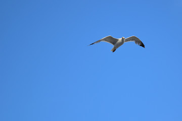 Fototapeta na wymiar seagull dance - turkish aegean island Gokceada