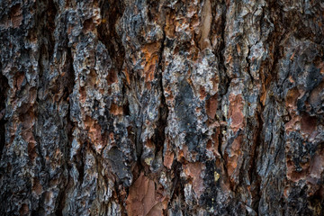 The texture of the bark of a tree. Background image of macro photo of bark with mold