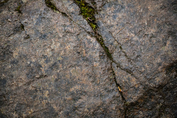 Texture of wet stone covered with moss. Background image of macro photography texture stone