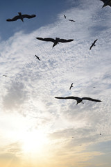 seagulls dance - turkish aegean island Gokceada