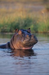 Hippopotamus (Hippopotamus Amphibius) bathing in waterhole