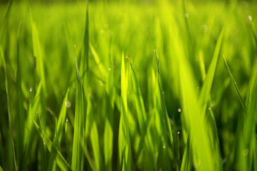 Rice on field. Green leaves background