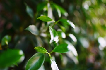 green leaves of tree in spring