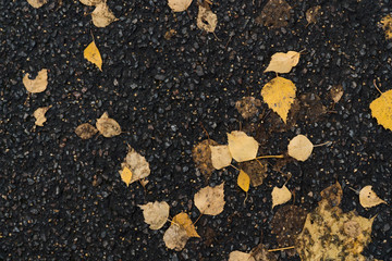 Fototapeta premium Graphic resources abstract textured background of an asphalt road in a park covered with autumn foliage
