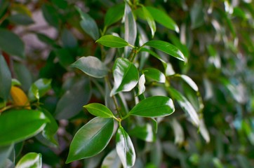 Obraz premium green leaves of tree