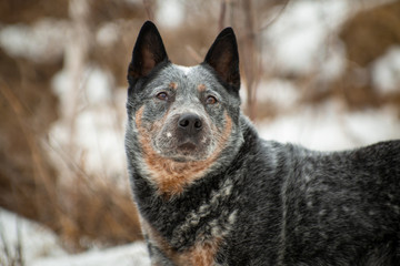 Portrait of a gray healer dog looking up