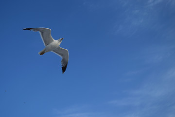 seagull dance - turkish aegean island Gokceada