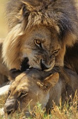 Male Lion biting Lioness on savannah