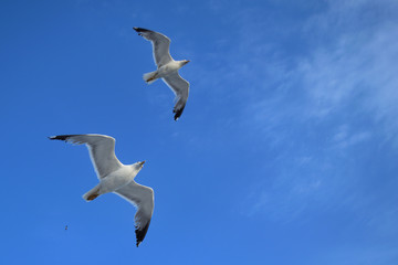seagulls dance - turkish aegean island Gokceada