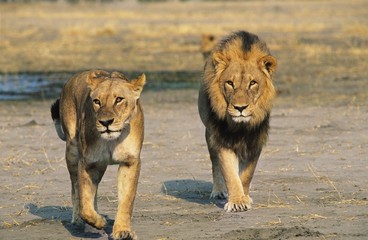 Pair of Lions walking on savannah © MDBPIXS