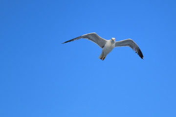 Fototapeta na wymiar seagull dance - turkish aegean island Gokceada