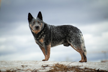 Australian healer gray dog stands on a hill