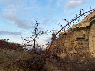Bush with red berries on a background of mountains.Valley of old geological formations in the form of rocks and caves. A popular tourist destination. Cappadocia. Turkey. November 5, 2019.