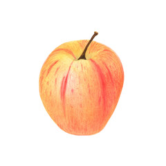 Watercolor hand drawn apple isolated on white background. Botanical art style watercolor apple. For design juice, vegetarian, fruit menu. 