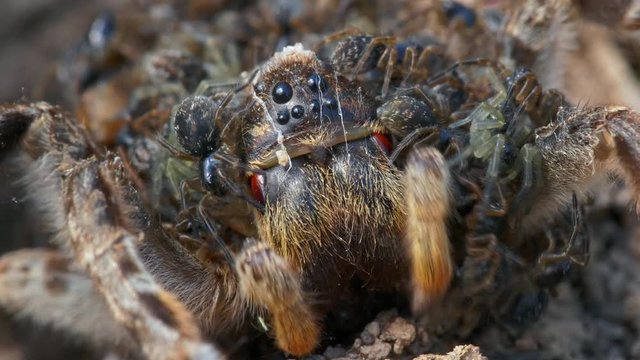 South Russian tarantula wolf spider (Lycosa singoriensis) mother with offspring