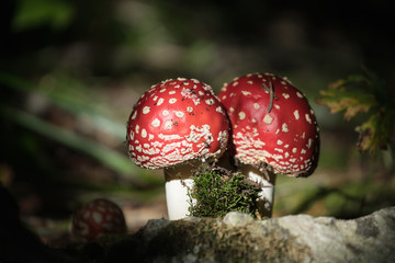 toadstool. fly agaric mushrooms in the forest.