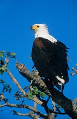 Sea Eagle perched in tree