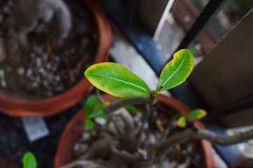 young plant in a pot