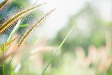 Grass field nature on blurred greenery background. Beautiful leaf texture in sunlight. Natural background. close-up of macro with copy space for text.