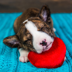 Red Basenji puppy dog is sleeping with red heart