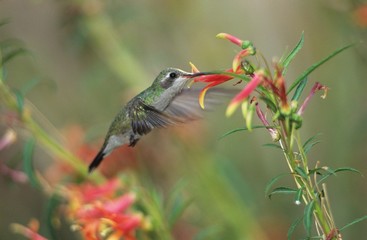 Humming bird feeding from flower