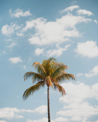 Fototapeta na wymiar Miami Beach palm trees on sunny sky background, low angle shot