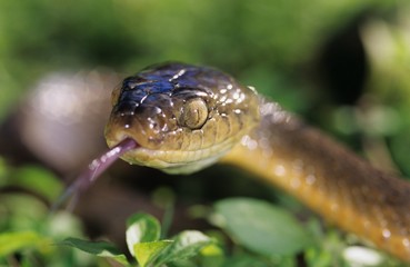 Brown snake close-up