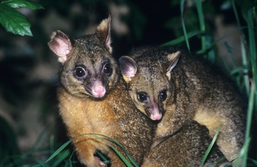Two Possoms in grass at night