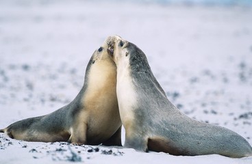 Two Fur seals bonding on beach