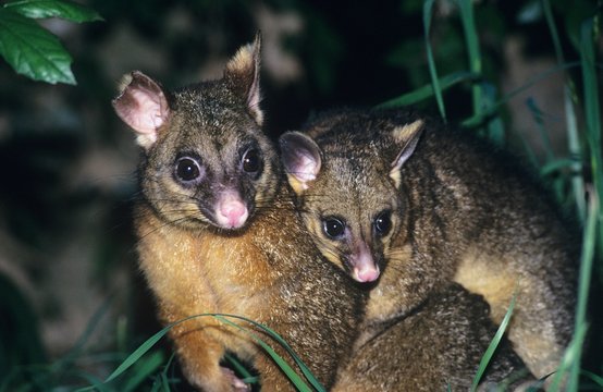 Two Possoms in grass at night