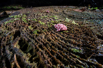 Pink mushroom on a tree stump with sun rays in the fall
