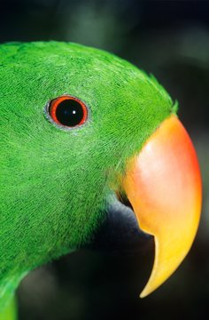Parakeet close-up of head