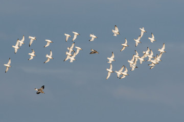 Red Knot birds in fly. His Latin name is Calidris canutus.