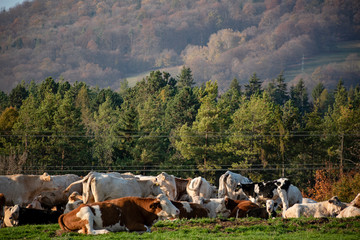 A group of grazing cows on a farmland. Cows on green field eating fresh grass. Agriculture concept. Global warming caused by greenhouse gases produced by cows.