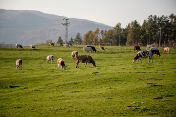 A group of grazing cows on a farmland. Cows on green field eating fresh grass. Agriculture concept. Global warming caused by greenhouse gases produced by cows.