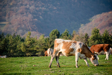 Obraz na płótnie Canvas A group of grazing cows on a farmland. Cows on green field eating fresh grass. Agriculture concept. Global warming caused by greenhouse gases produced by cows.
