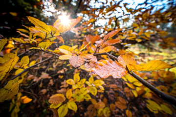 Some nice rural colored autumn leaves on a twig tree
