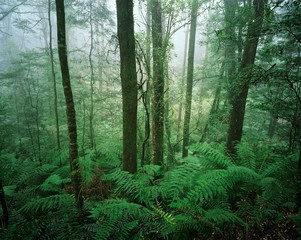 Australia trees in rainforest