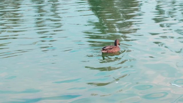 Slow motion female mallard duck swimming in a pond
