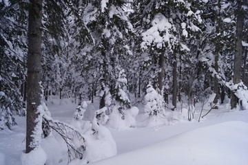 winter in forest