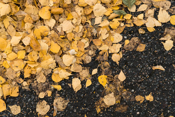 Graphic resources abstract textured background of an asphalt road in a park covered with autumn foliage