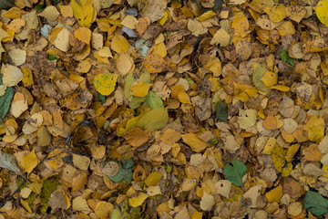 Graphic resources abstract textured walkway background in autumn foliage park