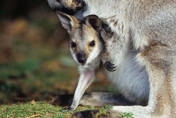 Joey Kangaroo with mother close-up