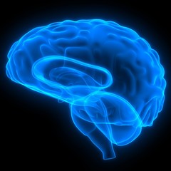 Human Internal Organ Brain with Nervous System Anatomy X-ray 3D rendering