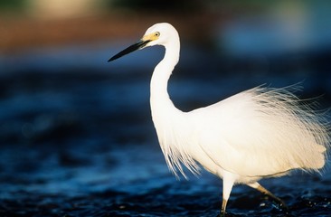 White Egret wading in water